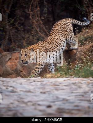 léopard indien sauvage ou panthère sur toute la longueur du profil sur la promenade ou promenade en bas de la colline sur la piste pendant le safari dans la jungle en plein air à la forêt Banque D'Images