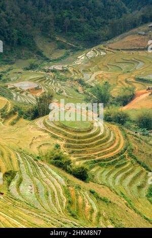 Rizières en terrasses dans la vallée de Muong Hoa (Thung Lung Muong Hoa), près de Sapa (sa Pa), province Lao Cai, Vietnam Banque D'Images