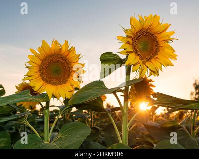 De magnifiques tournesols et le soleil du soir d'été qui brillent à travers leurs feuilles Banque D'Images