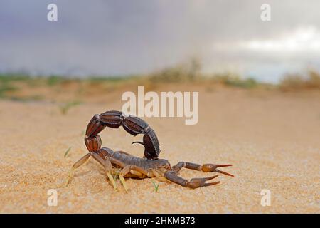Scorpion à queue épaisse granulé (Parabuthus granulatus), désert du Kalahari, Afrique du Sud Banque D'Images