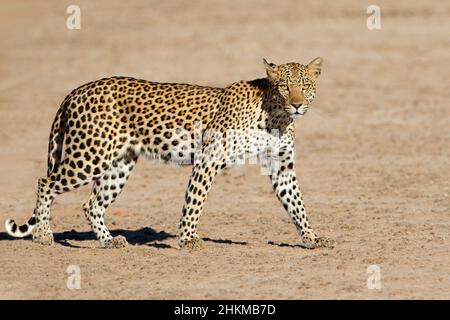 Un léopard (Panthera pardus) marchant, désert de Kalahari, Afrique du Sud Banque D'Images