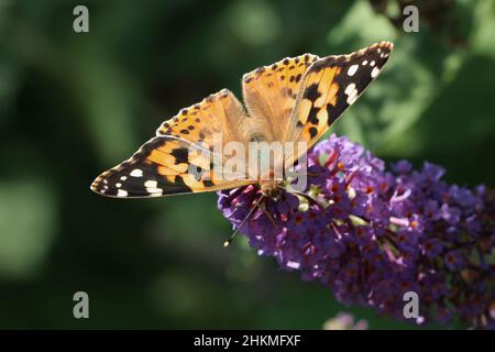 femme peinte papillon sur la floraison bourgedleja dans le jardin d'été gros plan Banque D'Images