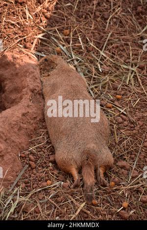 Un chien de prairie à queue noire au repos s'est étiré et s'est endormi. Banque D'Images