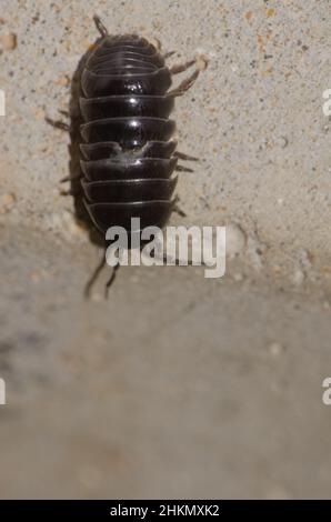 Vue de dessus d'un commun pillule-bug Armadillidium vulgare.La Ballena.Las Palmas de Gran Canaria.Grande Canarie.Îles Canaries.Espagne. Banque D'Images