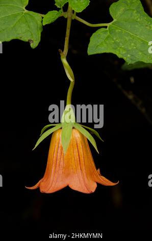 Fleur de l'île des Canaries bellflower Canarina canariensis.Valleseco.Grande Canarie.Îles Canaries.Espagne. Banque D'Images