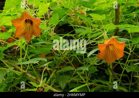 Fleurs de l'île des Canaries bellflower Canarina canariensis.Valleseco.Grande Canarie.Îles Canaries.Espagne. Banque D'Images