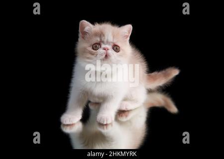 Un adorable chaton rouge d'une race persane exotique de shorthair se trouve sur un fond sombre en gros plan.Le chaton joue avec sa réflexion Banque D'Images