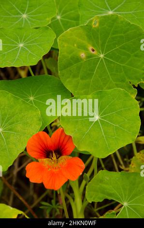 Fleur et feuilles de jardin nasturtium Tropaeolum majus.Valleseco.Grande Canarie.Îles Canaries.Espagne. Banque D'Images