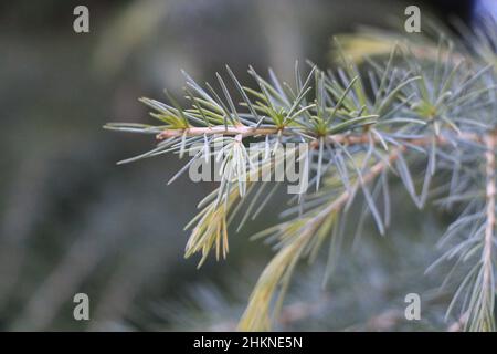 Branches de Cedrus deodara.Cèdre de l'Himalaya ou cèdre de l'Himalaya Banque D'Images