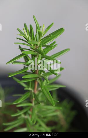 Les herbes de jardin avant de fleurir romarin désambiguïtés Banque D'Images