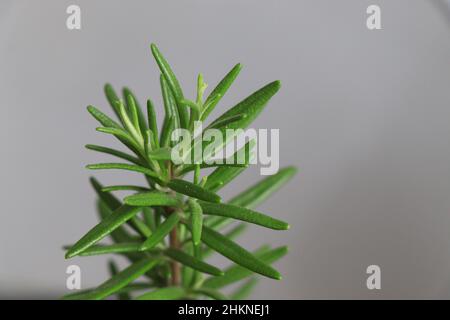 Les herbes de jardin avant de fleurir romarin désambiguïtés Banque D'Images