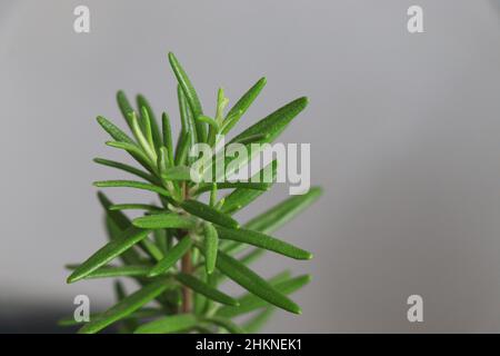 Les herbes de jardin avant de fleurir romarin désambiguïtés Banque D'Images