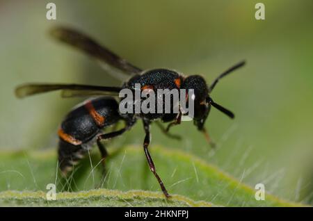 Guêpe potier Ancistrocerus haematodes rubropictus.Réserve naturelle intégrale de l'Inagua.Tejeda.Grande Canarie.Îles Canaries.Espagne. Banque D'Images