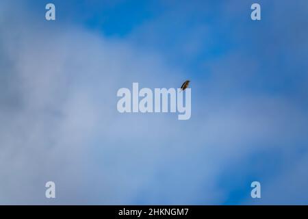 redwing (Turdus iliacus) en vol au-dessus des Chalklands de la plaine de Salisbury, Wiltshire, Royaume-Uni, sous un ciel bleu blanc nuage Banque D'Images