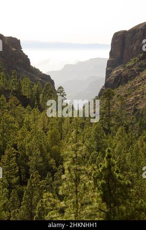 Forêt de pins de l'île des Canaries Pinus canariensis dans la Ravine Juncal, falaises du sud-ouest et Tenerife.Grande Canarie.Îles Canaries.Espagne. Banque D'Images