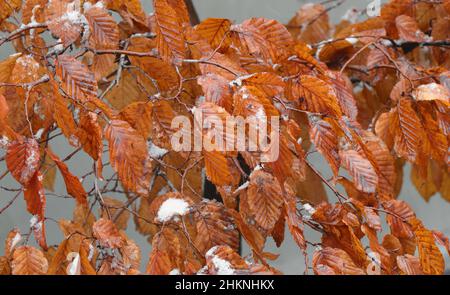 Branches avec feuilles de bonsaï de charme. Carpinus betulus Banque D'Images