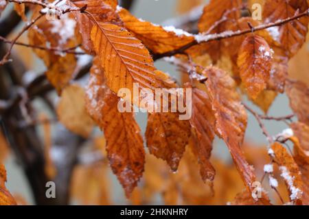 Branches avec feuilles de bonsaï de charme. Carpinus betulus Banque D'Images