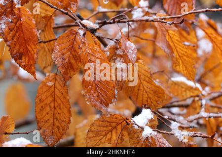 Branches avec feuilles de bonsaï de charme. Carpinus betulus Banque D'Images