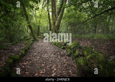 Chemin à travers les rochers couverts de mousse et les arbres dans une forêt profonde de Galice, Espagne Banque D'Images