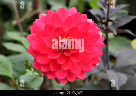 Dahlia 'Kilburn Glow' type dahlia floraison en septembre. ROYAUME-UNI Banque D'Images