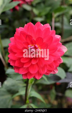 Dahlia 'Kilburn Glow' type dahlia floraison en septembre. ROYAUME-UNI Banque D'Images