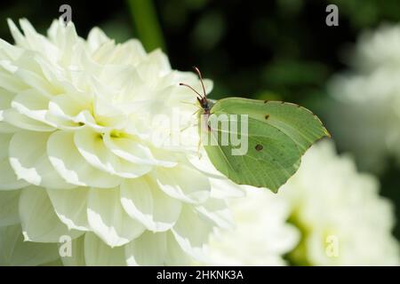 Papillon en pierre d'honneur sur fleur de dahlia. Gonepteryx rhamniahlia sur Dahlia 'Charlie Two' moyen décoratif dahlia en septembre. ROYAUME-UNI Banque D'Images