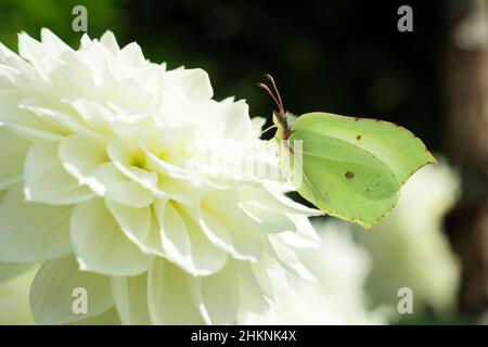 Papillon en pierre d'honneur sur fleur de dahlia. Gonepteryx rhamniahlia sur Dahlia 'Charlie Two' moyen décoratif dahlia en septembre. ROYAUME-UNI Banque D'Images