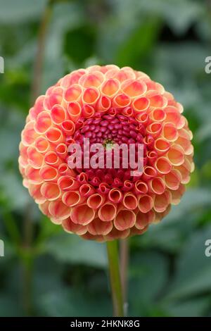 Dahlia Rosemary Dawn, grand pompon dahlia avec fleurs d'oranger fleuries en septembre. ROYAUME-UNI Banque D'Images