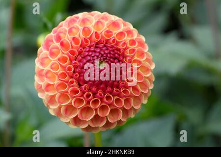 Dahlia Rosemary Dawn, grand pompon dahlia avec fleurs d'oranger fleuries en septembre. ROYAUME-UNI Banque D'Images