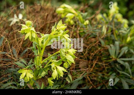 Plantes naturelles vertes sur fond vert flou Banque D'Images