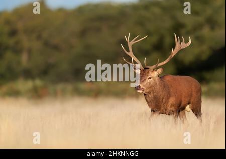 Gros plan d'un cerf de Virginie marchant dans un champ d'herbe, Royaume-Uni. Banque D'Images