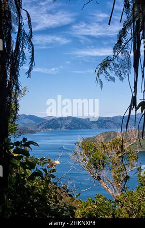 Vue de l'île Motuara sur le paysage fjords des Marlborough Sounds de l'île du Sud en Nouvelle-Zélande Banque D'Images