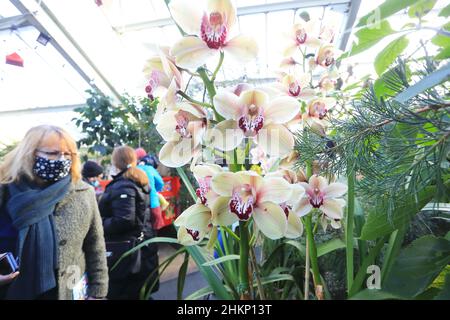 Londres, Royaume-Uni, février 5th 2022. Les visiteurs ont apprécié le premier jour du festival annuel d'orchidées de Kew Gardens, célébrant la diversité du Costa Rica, avec des expositions de fleurs colorées, des installations d'art et des danses, tous participant au Conservatoire de la princesse de Galles et autour de lui. Crédit : Monica Wells/Alay Live News Banque D'Images