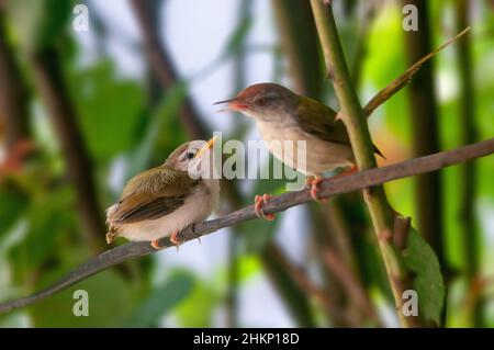 Oiseau d'arrière-plan commun avec des poussins sur une branche d'arbre Banque D'Images