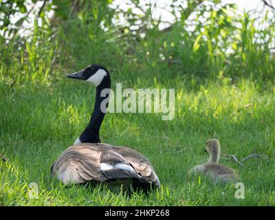 Les bernaches du Canada de la mère et du bébé sont au repos dans l'herbe avec le dos à la caméra.L'oie adulte est orientée vers l'appareil photo. Banque D'Images