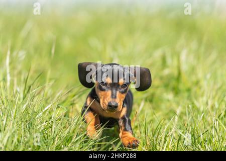 mignon petit chien de saucisse à l'extérieur dans la nature sur l'herbe Banque D'Images