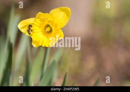 Très belles jonquilles au printemps contre un arrière-plan d'abeille Miel. recueille. Narcissus pseudonarcissus Banque D'Images