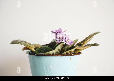 Photographie de la fleur rose. Concept de fleur vintage. Violet rose dans pot de fleur bleu. Fond floral vintage. Banque D'Images