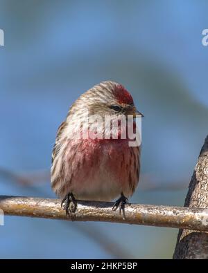 Oiseau rosé commun de Redpoll perché sur la branche d'arbre Banque D'Images