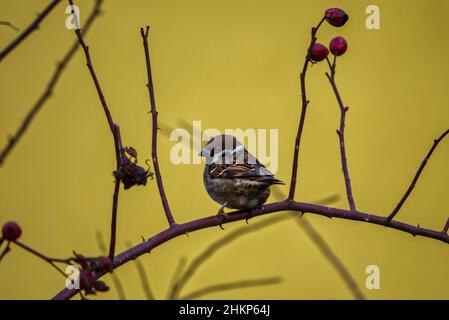 Maison Sparrow assis sur une branche sur un fond jaune Banque D'Images