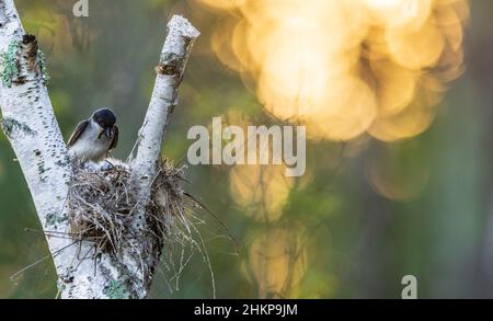 Tôt le matin dans un nid de kingbird dans le nord du Wisconsin. Banque D'Images