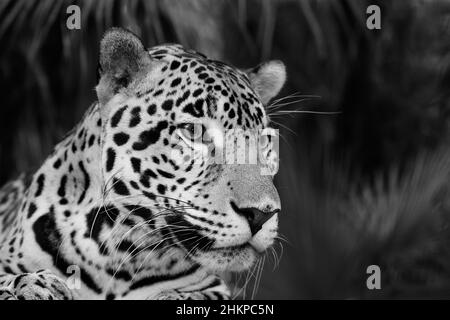 Jaguar Panthera onca Belize Banque D'Images