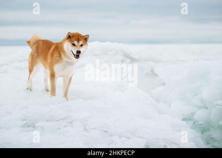 Un beau chien de la race Shiba Inu en hiver sur glace. Banque D'Images