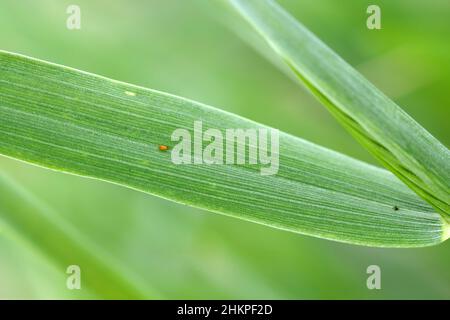 L'oeuf du coléoptère des feuilles de céréales (Oulema melanopus) est un ravageur important des céréales et les feuilles de céréales endommagées par les coléoptères de cette espèce. Banque D'Images
