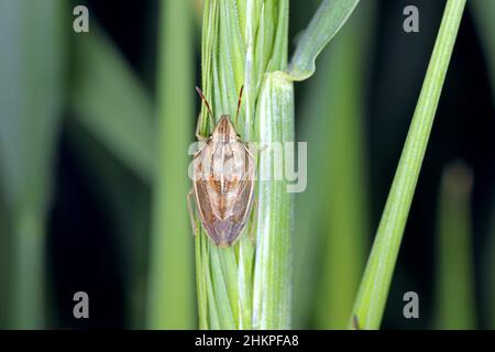 Photo macro d'un Évêques Mitre Shieldbug (Aelia acuminata).C'est un ravageur commun de céréales. Banque D'Images