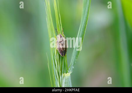 Photo macro d'un Évêques Mitre Shieldbug (Aelia acuminata).C'est un ravageur commun de céréales. Banque D'Images