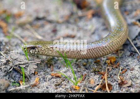 Un jeune Anguis fragilis, également connu sous le nom de ver lent, ver lent, ver borgne ou lézard en verre, et souvent confondu avec un serpent. Banque D'Images