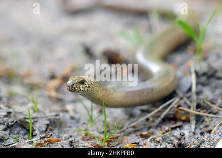 Un jeune Anguis fragilis, également connu sous le nom de ver lent, ver lent, ver borgne ou lézard en verre, et souvent confondu avec un serpent. Banque D'Images