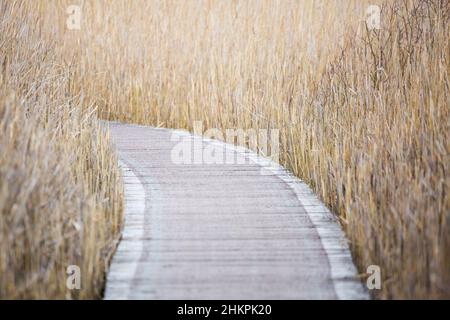 Promenade en planche à travers les lits de roseaux dans une réserve naturelle en hiver Banque D'Images