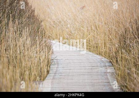 Promenade en planche à travers les lits de roseaux dans une réserve naturelle en hiver Banque D'Images